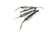 Vinilos Magbite ⭐ Snatch Bite Shrimp