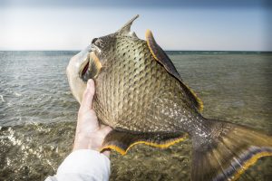 La fiebre del Triggerfish