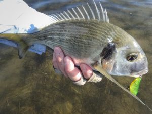 Pesca de los sargos y doradas a spinning