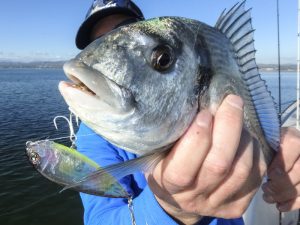 Pesca de los sargos y doradas a spinning