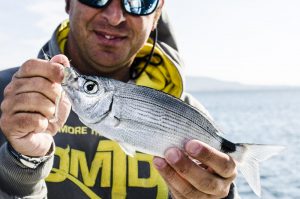 Pesca de los sargos y doradas a spinning